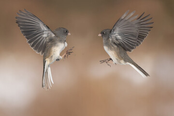 Juncos fighting in midair or perched on branch waiting turn on birdfeeder in winter afternoon