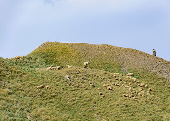 Sheep herd grazing on the green slopes of caucasian mountains in Georgia. Blue sky with clouds, green grass, white sheeps, stone tower