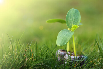 Cucumber seedlings in peat on green background.Growing seedlings.Gardening and agriculture....