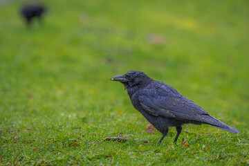 2022-01-06 A SINGLE CROW ON WET GRASS WITH A SEED IN ITS BEAK, WATER DROPLETS ON ITS BACK AND A BLURRY BACKGROUND