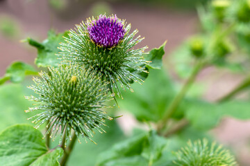 Burdock flowers. Lat. Arctium. Topic: medicinal plants, raw materials for manufacture of hair care...