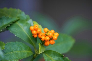 木陰でひっそりと実ったきれいなキミノセンリョウの実