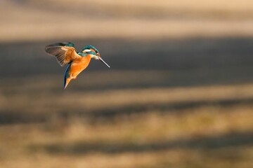 光を浴びて輝くカワセミ成鳥オスのホバリングシーン