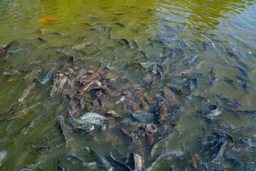 Fish group in water of pond for feeding