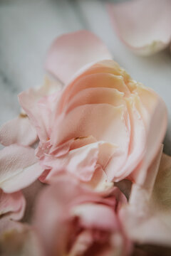 petals on marble