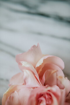 rose petals on marble