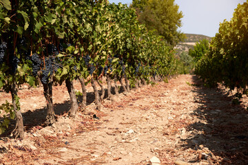 Fototapeta premium Cluster of dark grapes hanging from the vines inside the vineyard in a sunny day.