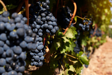 Cluster of dark grapes hanging from the vines inside the vineyard on a sunny day. - obrazy, fototapety, plakaty
