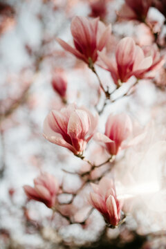 soft color magnolias