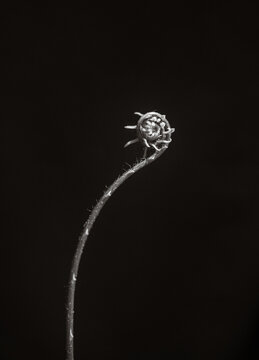 black and white fine art fern unfurling 2