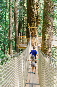 kids cross a rope bridge in tree canopy