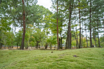 森 森林 公園自然