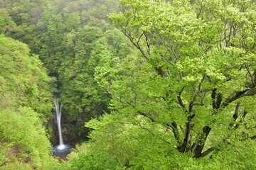 Komadome water fall in Summer, Nasu, Tochigi, Japan