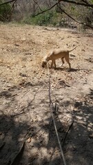 deer in the wild