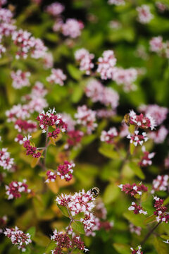 Slight blur image of oregano flowers
