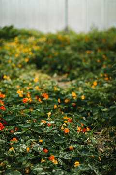 Image of attractive yellow and orange flowers