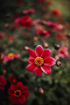 Image of beautiful magenta coloured flowers