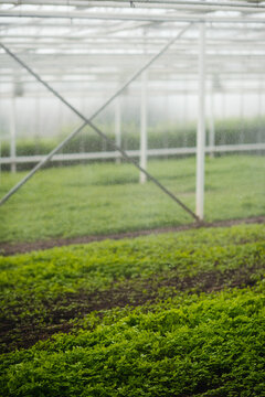 Slight blurry image of greenhouse