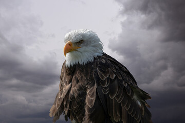Portrait of an American male Bald Eagle before stormy sky