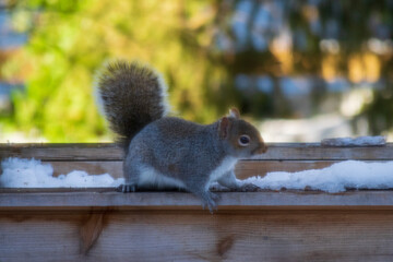 squirrel on a bench in the snow