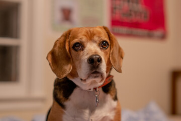 beagle in the room