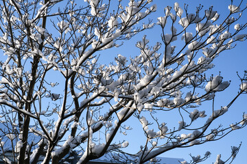枝に積もった雪