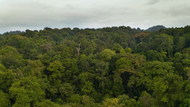 Rainforest, Lush Humid Woods