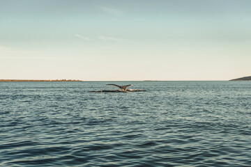 Ballena de Loreto