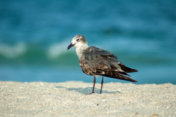 Seagull on a beach