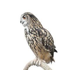 Owl isolated on white background with clipping path include for design usage purpose,