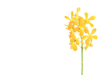 Yellow orchid mokara isolated on white background with clipping path include for design usage purpose,
