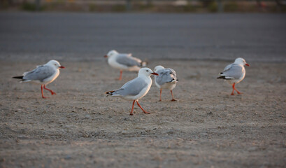 Seagulls outdoors at the beach in Adelaide, South Australia