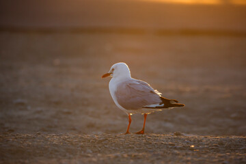 Seagulls outdoors at the beach in Adelaide, South Australia