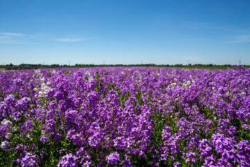 travel germany and bavaria, purple and white field flowers on a green meadow with trees in the background on asunny day