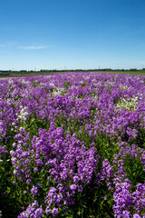 Obraz premium travel germany and bavaria, purple and white field flowers on a green meadow with trees in the background on asunny day