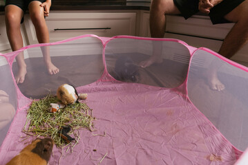 Guinea pigs eating in play area. 