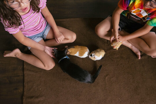 Cat and guinea pigs laying together. 
