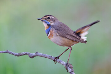 beautiful bird has blue marking on its chest delight posting while perching on thin branch in early morning environment