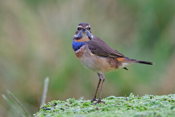 lovely bird with blue feathers on its chest straightly looking toward while standing on green weed ground