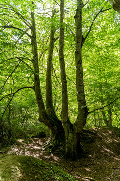 Beautiful big treen in the forest 