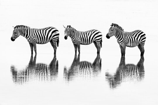 Zebras standing near lake