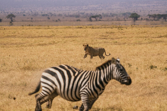 Zebra running away from lion