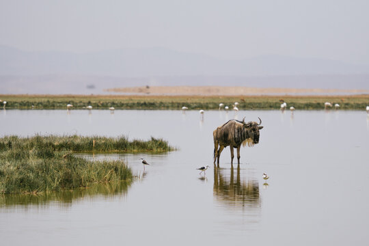 Wild gnu walking in lake