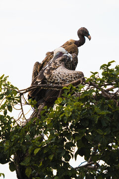 Vultures on green tree