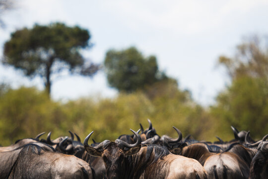 Herd of wildebeests in savanna