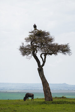 Wild wildebeest grazing near tree