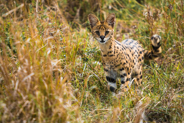 Attentive serval on grassy ground