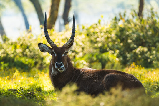 Waterbuck lying on grass