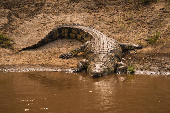 Crocodile crawling into water