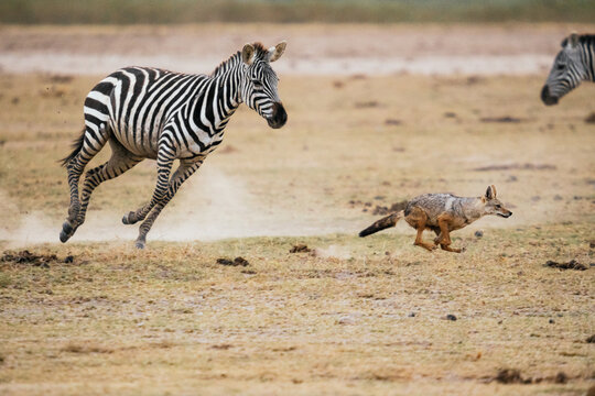 Zebra running after jackal